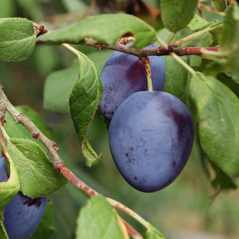 Ploomipuu Wegierka Itaalia Kwecza – paljasjuursed istikud