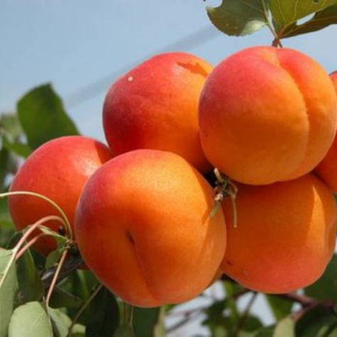 Aprikoosipuu Somo – paljasjuursed istikud