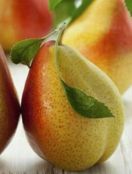 Pirnipuu Krol Sobieski – paljasjuursed istikud