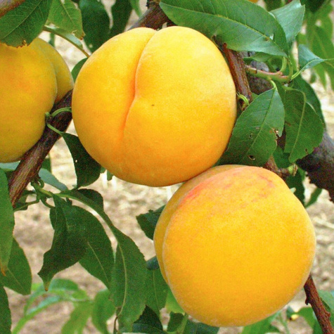 Brzoskwinia Katherina Start Pack ®