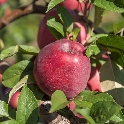 Õunapuu sambakujuline vorm Dejavu (Gloster tüüpi) – paljasjuursed istikud