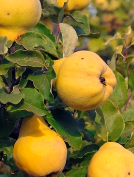 Pirni-küdoonia Champion – paljasjuursed istikud