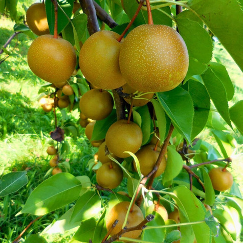 Pirnipuu Aasia Hosui – paljasjuursed istikud