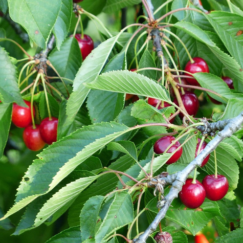 Hapukirsipuu Nefris – paljasjuursed istikud