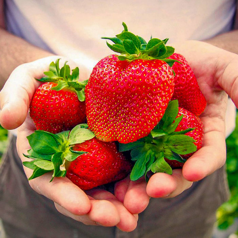 "Elkat" väga saagikas - Maasikataimed 10 tk