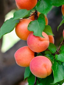 Aprikoosipuu Somo – paljasjuursed istikud