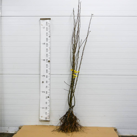 Pirnipuu Aasia Hosui – paljasjuursed istikud