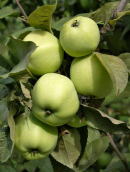 Õunapuu Antonowka suhkrune – paljasjuursed istikud