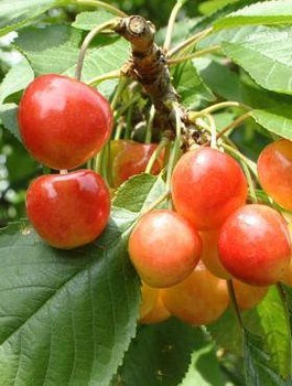 Maguskirsipuu Kahvaturoosa Miodowka Jasna – paljasjuursed istikud