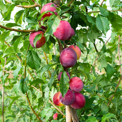 Ploomipuu (jaapani) Kometa – paljasjuursed istikud