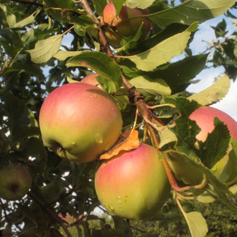Õunapuu Ananas Berzenicki – paljasjuursed istikud
