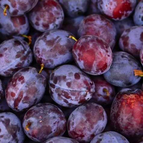 Śliwa Krasnaja Distertnaja START PACK ® 