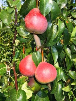 Pirnipuu Radana – paljasjuursed istikud