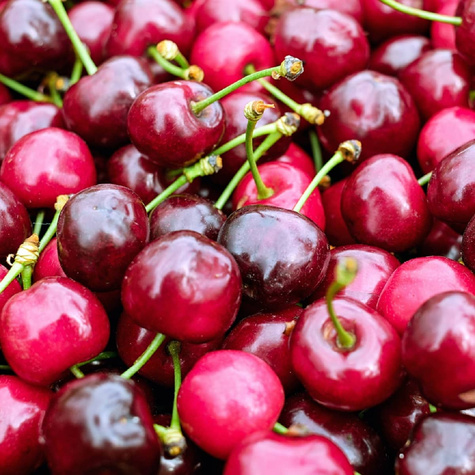 Hapukirsipuu Lutowka – paljasjuursed istikud