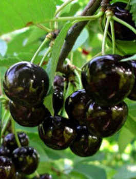 Maguskirsipuu poolkääbusvorm Narana – paljasjuursed istikud