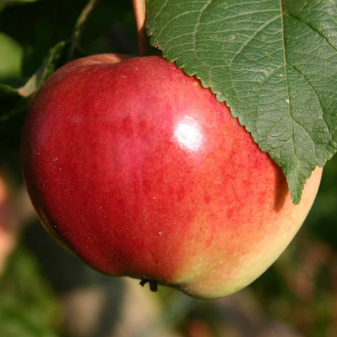 Õunapuu Geneva Early – paljasjuursed istikud