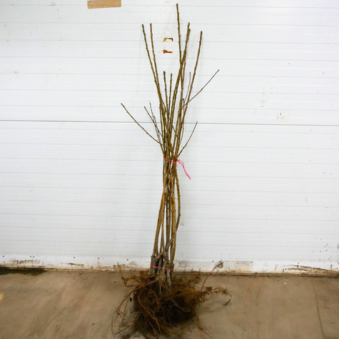 Maguskirsipuu Staccato – paljasjuursed istikud