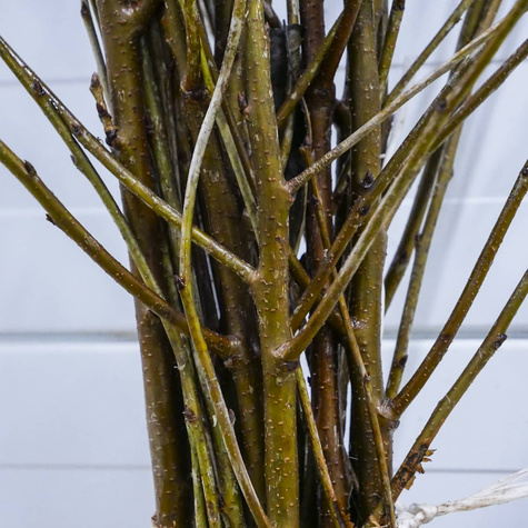 Hapukirsipuu Debreceni Botermo – paljasjuursed istikud