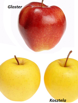 Duo Õunapuu Kosztela + Gloster – paljasjuursed istikud