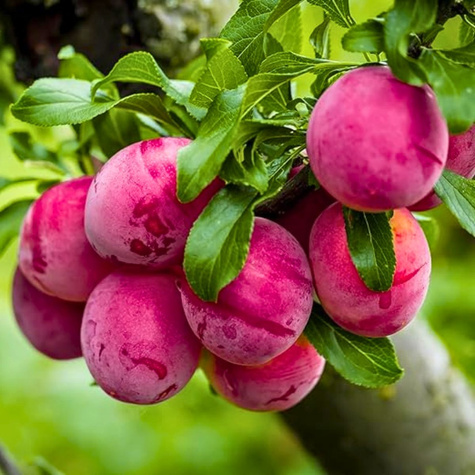 Ploomipuu Opal – paljasjuursed istikud