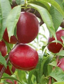 Nektariinipuu Red Glory – paljasjuursed istikud