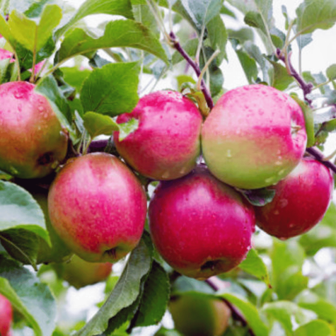 Õunapuu Ligol – paljasjuursed istikud