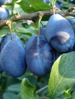 Ploomipuu Wegierka Wangenheima – paljasjuursed istikud