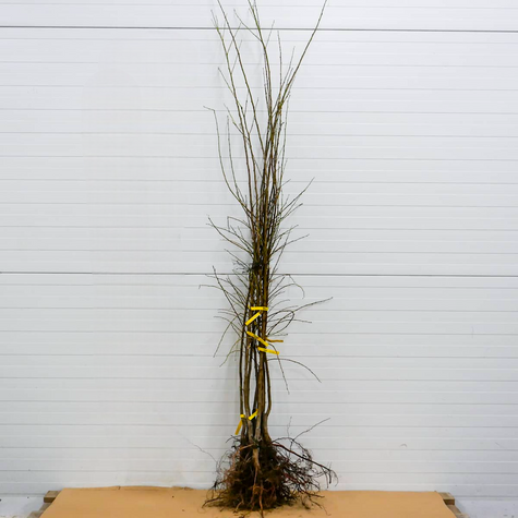 Ploomipuu (jaapani) Angelo – paljasjuursed istikud