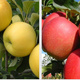 DUO Jabłoń Gala + Golden Delicious niezwykle smaczne  START PACK