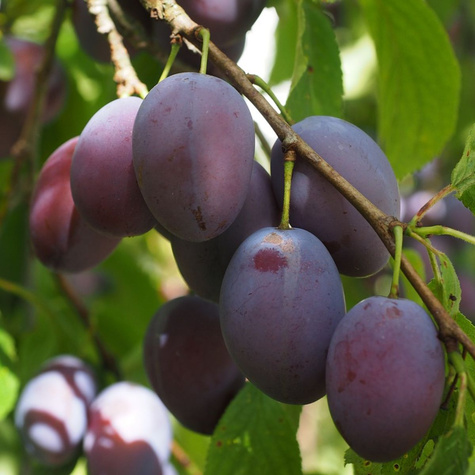 Ploomipuu Amers – paljasjuursed istikud