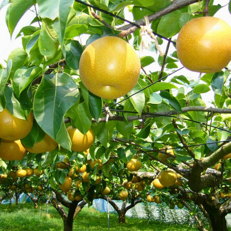 Pirnipuu Aasia Nijisseiki New Century – paljasjuursed istikud