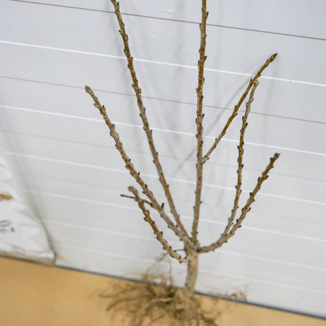 Hapukirsipuu Mini Piemont – istikud paljasjuurega