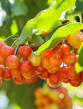 Maguskirsipuu Vega – paljasjuursed istikud