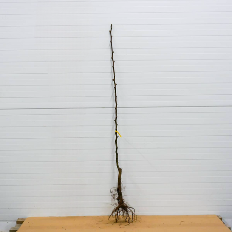 Pirnipuu (Aasia pirn) Shinseiki – paljasjuursed istikud