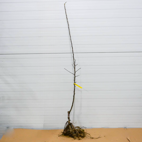 Õunapuu Idared – paljasjuursed istikud