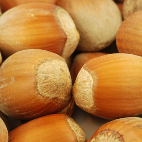 Orzech laskowy Trapezundski START PACK ®