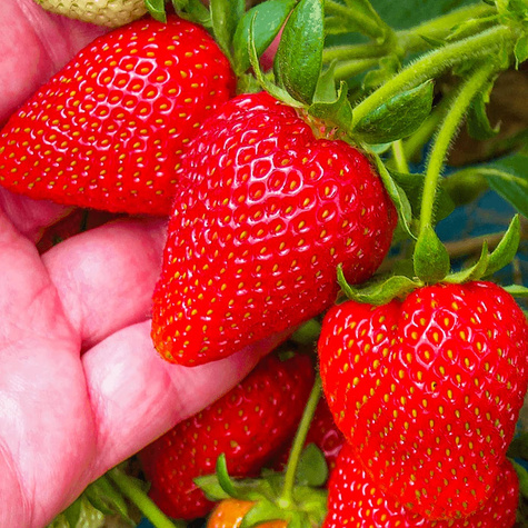 "Dukat" keskmiselt varajane - Maasikataimed 10 tk