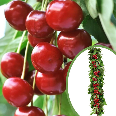 Maguskirsipuu sambakujuline vorm Silva – paljasjuursed istikud