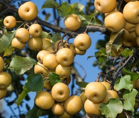 Pirnipuu Aasia Kosui – paljasjuursed istikud