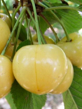 Maguskirsipuu Maria Valge – paljasjuursed istikud