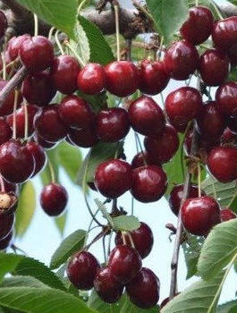 Maguskirsipuu Wanda – paljasjuursed istikud