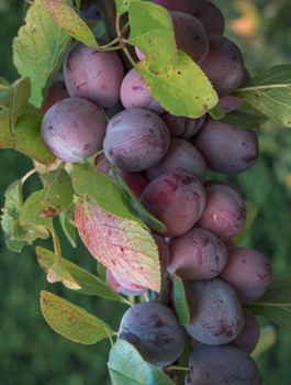Ploomipuu sambakujuline vorm Imperial – paljasjuursed istikud