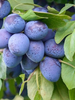 Ploomipuu Krasnaja Distertnaja – paljasjuursed istikud