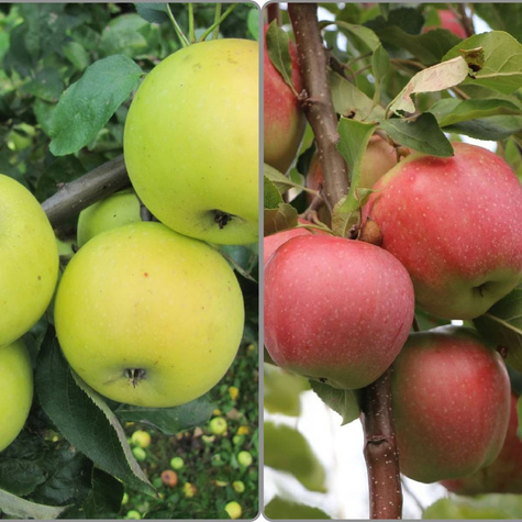 Duo Õunapuu Kosztela + Gloster – paljasjuursed istikud