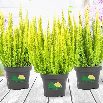 Kanarbik Skyline Agneta kollane – istikud