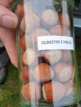 Sarapuu Hiiglane z Halle Hall's – paljasjuursed istikud