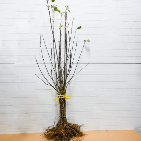 Duo ploomipuu Wegierka Wczesna (varajane) + Early Orange – paljasjuursed istikud