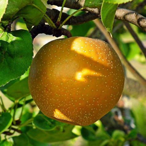 Pirnipuu (Aasia pirn) Shinseiki – paljasjuursed istikud