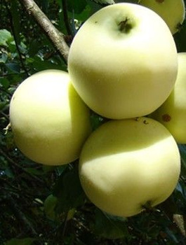 Õunapuu Kollane Oliivõun Papierowka – paljasjuursed istikud