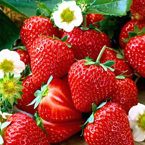 "Senga Sengana" keskvalmiv - Maasikataimed 10 tk